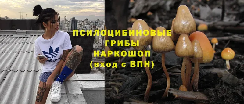 Галлюциногенные грибы Psilocybe  Зерноград 